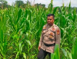 Polsek Tanah Putih Cek dan Semprot Tanaman Jagung Program Ketapang di Ujung Tanjung 