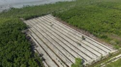 Satreskrim Polres Rohil Ungkap Kasus Perambahan Hutan Mangrove di Pasir Limau Kapas