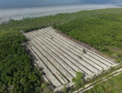 Satreskrim Polres Rohil Ungkap Kasus Perambahan Hutan Mangrove di Pasir Limau Kapas