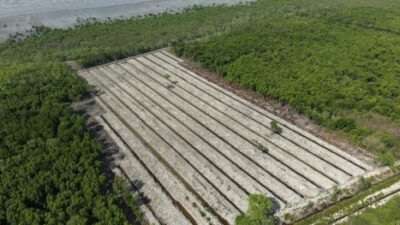Satreskrim Polres Rohil Ungkap Kasus Perambahan Hutan Mangrove di Pasir Limau Kapas
