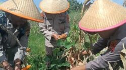 Polres Dumai Melalui Polsek Medang Kampai Panen Jagung Bersama Kelompok Tani Almadani, Dukung Ketahanan Pangan Nasional
