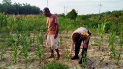 Bhabinkamtibmas Kelurahan Rantau Kopar Cek Ketahanan Pangan Jagung Pipil