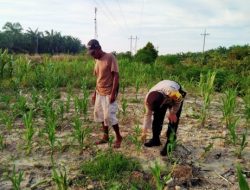 Bhabinkamtibmas Kelurahan Rantau Kopar Cek Ketahanan Pangan Jagung Pipil