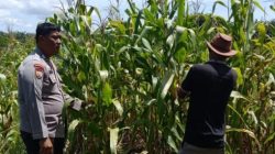 Polri Hadir di Tengah Petani, Polsek Kandis Pantau Jagung Tumpang Sari Kelompok Tani Ayu Makmur