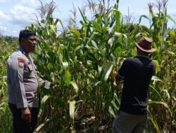 Polri Hadir di Tengah Petani, Polsek Kandis Pantau Jagung Tumpang Sari Kelompok Tani Ayu Makmur