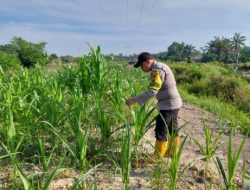 Jelang Masa Produktif, Bhabinkamtibmas Kelurahan Rantau Kopar Cek Ketahanan Pangan Jagung Pipil
