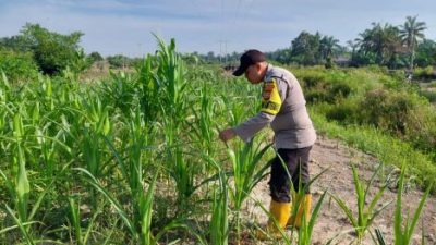 Jelang Masa Produktif, Bhabinkamtibmas Kelurahan Rantau Kopar Cek Ketahanan Pangan Jagung Pipil