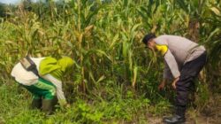 Bhabinkamtibmas Polsek Kandis Dukung Sektor Pertanian Sebagai Penguatan Ketahanan Pangan