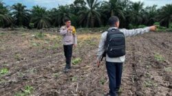 3 H Jagung Pipil Kelompok Tani Maju Bersama Ukui Tumbuh, Kawal Ketahanan Pangan