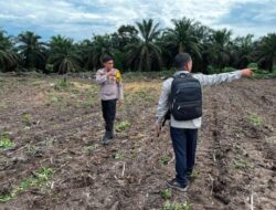 3 H Jagung Pipil Kelompok Tani Maju Bersama Ukui Tumbuh, Kawal Ketahanan Pangan