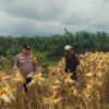 Bhabinkamtibmas Polsek Kandis Kawal Produktivitas Ketahanan Pangan Hingga Masa Panen
