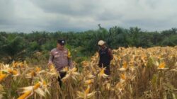 Bhabinkamtibmas Polsek Kandis Kawal Produktivitas Ketahanan Pangan Hingga Masa Panen