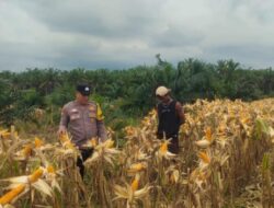 Bhabinkamtibmas Polsek Kandis Kawal Produktivitas Ketahanan Pangan Hingga Masa Panen