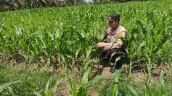 Polsek Tanah Putih Dukung Ketahan Pangan Nasional, Bhabinkamtibmas Cek Pertumbuhan Jagung Program Ketapang di Ujung Tanjung