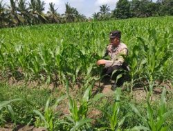 Polsek Tanah Putih Dukung Ketahan Pangan Nasional, Bhabinkamtibmas Cek Pertumbuhan Jagung Program Ketapang di Ujung Tanjung