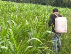 Tanaman Jagung Tumbuh Subur di Usia 40 HST, Polsek Tanah Putih Intensif Lakukan Monitoring