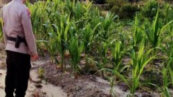 Bhabinkamtibmas Kelurahan Rantau Kopar Cek Ketahanan Pangan Jagung Pipil