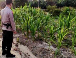 Bhabinkamtibmas Kelurahan Rantau Kopar Cek Ketahanan Pangan Jagung Pipil