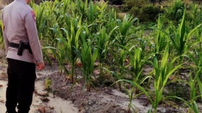 Bhabinkamtibmas Kelurahan Rantau Kopar Cek Ketahanan Pangan Jagung Pipil