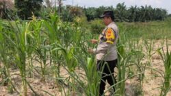Polsek Rantau Kopar Cek Ketahanan Pangan Jagung Pipil di Kelurahan Sungai Rangau