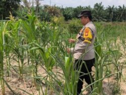 Polsek Rantau Kopar Cek Ketahanan Pangan Jagung Pipil di Kelurahan Sungai Rangau