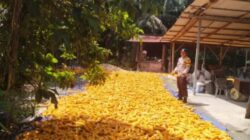 Turunkan Kadar Air, Bhabinkamtibmas Polsek Kandis Bersama Petani Jemur Jagung Hasil Panen