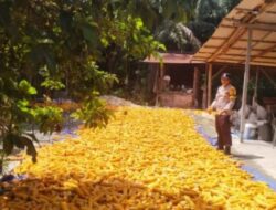Turunkan Kadar Air, Bhabinkamtibmas Polsek Kandis Bersama Petani Jemur Jagung Hasil Panen