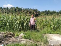 Polresta Pekanbaru Perkuat Ketahanan Pangan, Polsek Rumbai Rutin Dampingi Petani Kelola Lahan Pertanian