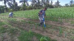Wujudkan Ketahanan Pangan Nasional, Polsek Tanah Putih Intensifkan Perawatan Jagung Program Ketapang di Desa Ujung Tanjung