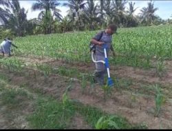 Wujudkan Ketahanan Pangan Nasional, Polsek Tanah Putih Intensifkan Perawatan Jagung Program Ketapang di Desa Ujung Tanjung