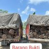 Ungkap Illegal Logging di Lintas Timur KM 80 Lintas Timur, Satreskrim Polres Pelalawan Amankan 2 Sopir Truk Kayu Mahang Tanpa Dokumen