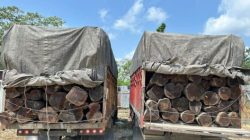 Ungkap Illegal Logging di Lintas Timur KM 80 Lintas Timur, Satreskrim Polres Pelalawan Amankan 2 Sopir Truk Kayu Mahang Tanpa Dokumen