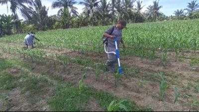 Wujudkan Ketahanan Pangan Nasional, Polsek Tanah Putih Intensifkan Perawatan Jagung Program Ketapang di Desa Ujung Tanjung