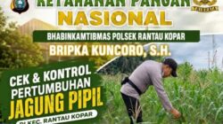 Bhabinkamtibmas Polsek Rantau Kopar Cek dan Kontrol Perkembangan Tanaman Jagung Pipil