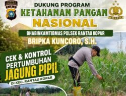 Bhabinkamtibmas Polsek Rantau Kopar Cek dan Kontrol Perkembangan Tanaman Jagung Pipil