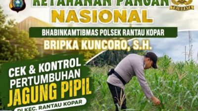 Bhabinkamtibmas Polsek Rantau Kopar Cek dan Kontrol Perkembangan Tanaman Jagung Pipil