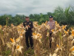 Polsek Kandis Bersiap Jelang Panen Raya Jagung Tumpang Sari di Kampung Sam Sam