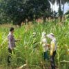 Polres Kuansing Dukung Swasembada Pangan 2026, Polsek Kuantan Mudik Pantau Perkembangan Tanaman Jagung Pipil