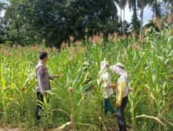 Polres Kuansing Dukung Swasembada Pangan 2026, Polsek Kuantan Mudik Pantau Perkembangan Tanaman Jagung Pipil