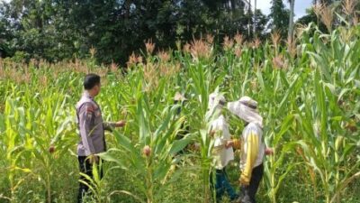 Polres Kuansing Dukung Swasembada Pangan 2026, Polsek Kuantan Mudik Pantau Perkembangan Tanaman Jagung Pipil