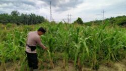 Bhabinkamtibmas Kelurahan Rantau Kopar Cek Ketahanan Pangan Jagung Pipil