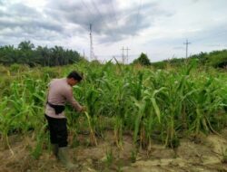 Bhabinkamtibmas Kelurahan Rantau Kopar Cek Ketahanan Pangan Jagung Pipil