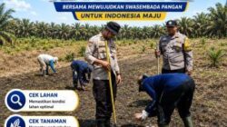 Bhabinkamtibmas Polsek Kandis Optimalkan Pengelolaan Budidaya Jagung Bersama Kelompok Tani Jambai Makmur