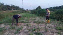 Bhabinkamtibmas Polsek Rantau Kopar Monitoring Pertumbuhan Tanaman Jagung Pipil