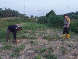 Bhabinkamtibmas Polsek Rantau Kopar Monitoring Pertumbuhan Tanaman Jagung Pipil