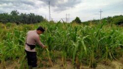 Bhabinkamtibmas Kelurahan Rantau Kopar Cek Ketahanan Pangan Jagung Pipil