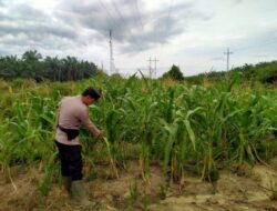 Bhabinkamtibmas Kelurahan Rantau Kopar Cek Ketahanan Pangan Jagung Pipil