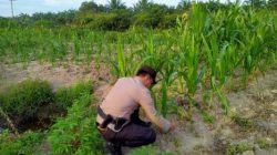 Perkuat Swasembada Pangan Nasional, Bhabinkamtibmas Kelurahan Rantau Kopar Cek dan Pastikan Nutrisi Jagung Pipil Tercukupi