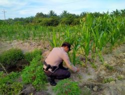 Perkuat Swasembada Pangan Nasional, Bhabinkamtibmas Kelurahan Rantau Kopar Cek dan Pastikan Nutrisi Jagung Pipil Tercukupi