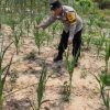 Bhabinkamtibmas Bripka Ade Cek Kontrol Pertumbuhan Jagung Pipil di Kecamatan Rantau Kopar